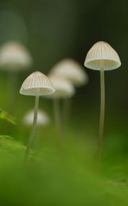 Превью обои грибы, природа, детали, макро, зеленый