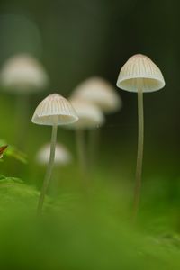 Превью обои грибы, природа, детали, макро, зеленый