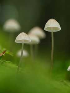 Превью обои грибы, природа, детали, макро, зеленый