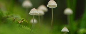 Превью обои грибы, природа, детали, макро, зеленый