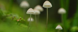 Превью обои грибы, природа, детали, макро, зеленый