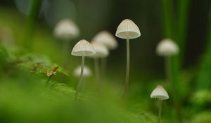 Превью обои грибы, природа, детали, макро, зеленый