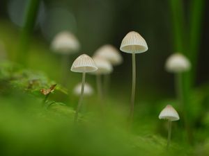 Превью обои грибы, природа, детали, макро, зеленый