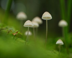 Превью обои грибы, природа, детали, макро, зеленый