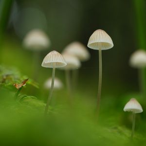 Превью обои грибы, природа, детали, макро, зеленый