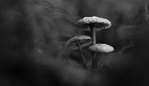 Превью обои грибы, растения, чб, темный