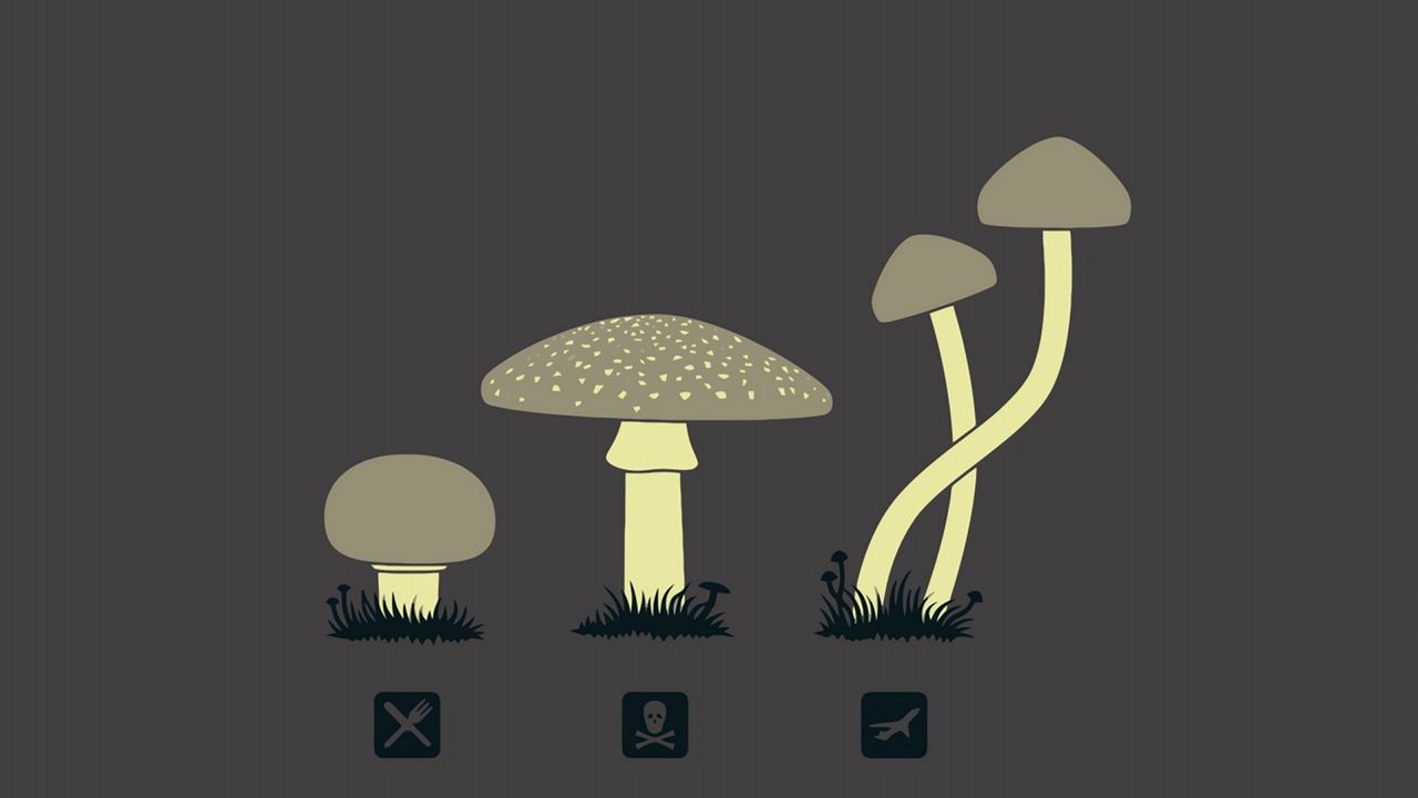 Обои грибы, рисунок, разновидность