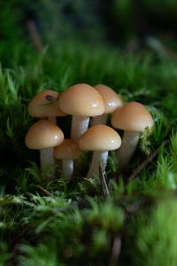 Превью обои грибы, трава, капли, макро