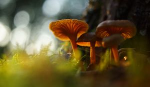 Превью обои грибы, трава, мох, размытие, макро