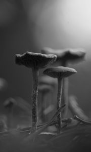 Превью обои грибы, туман, размытие, черно-белый