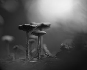 Превью обои грибы, туман, размытие, черно-белый