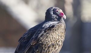 Превью обои гриф, птица, хищник, животное, скворечник