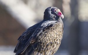 Превью обои гриф, птица, хищник, животное, скворечник