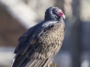 Превью обои гриф, птица, хищник, животное, скворечник