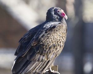 Превью обои гриф, птица, хищник, животное, скворечник