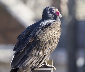 Превью обои гриф, птица, хищник, животное, скворечник