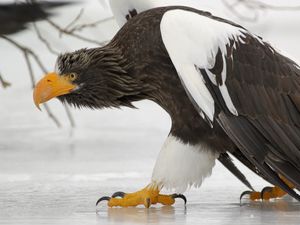 Превью обои гриффин, птица, хищник, лед