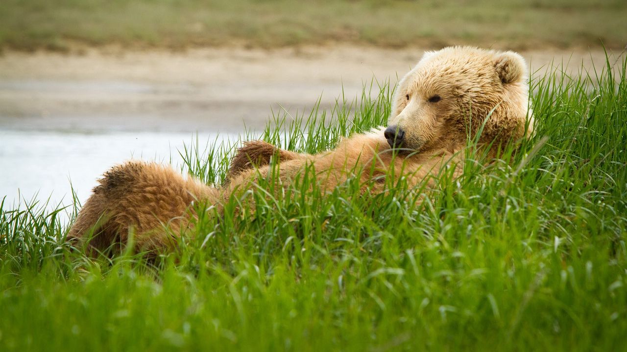 Обои гризли, медведь, трава, лежать, прикольный