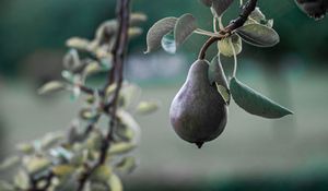 Превью обои груша, фрукт, ветка, дерево