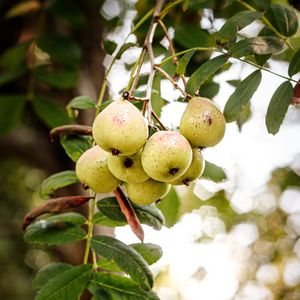 Превью обои груша, фрукт, ветка, листья