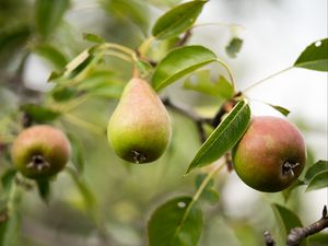 Превью обои груша, фрукт, ветки, листья, макро