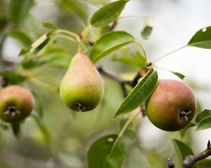 Превью обои груша, фрукт, ветки, листья, макро