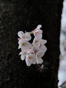 Превью обои груша, цветы, лепестки, дерево