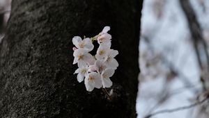 Превью обои груша, цветы, лепестки, дерево