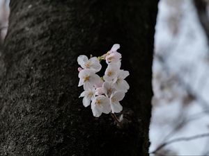 Превью обои груша, цветы, лепестки, дерево