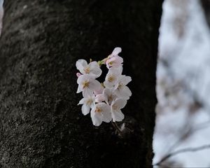 Превью обои груша, цветы, лепестки, дерево