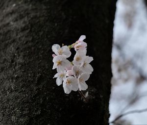 Превью обои груша, цветы, лепестки, дерево