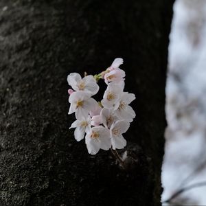 Превью обои груша, цветы, лепестки, дерево