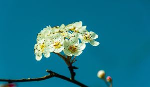 Превью обои груша, цветы, лепестки, ветка
