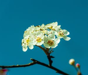 Превью обои груша, цветы, лепестки, ветка