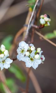 Превью обои груша, цветы, ветка