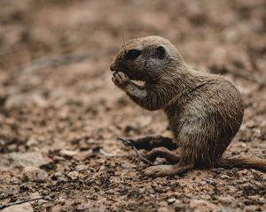 Превью обои грызун, животное, милый, коричневый, дикая природа