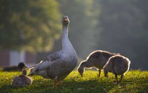 Превью обои гусь, гусята, птицы, трава