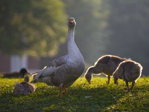 Превью обои гусь, гусята, птицы, трава