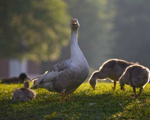 Превью обои гусь, гусята, птицы, трава