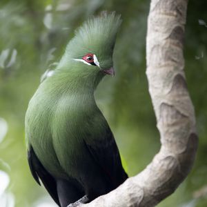 Превью обои гвинейский турако, птица, зеленый, ветка, тропики