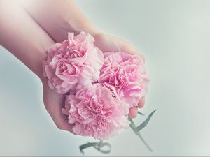 Превью обои гвоздики, цветы, руки, розовый