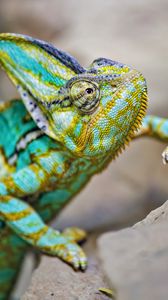 Превью обои хамелеон, ящерица, рептилия, бирюзовый
