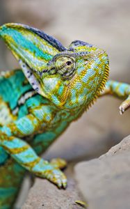 Превью обои хамелеон, ящерица, рептилия, бирюзовый