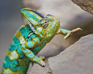 Превью обои хамелеон, ящерица, рептилия, бирюзовый