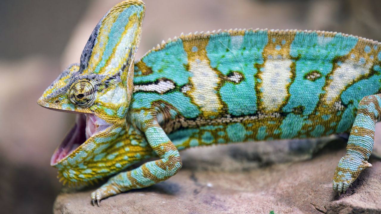 Обои хамелеон, ящерица, рептилия, узор, бирюзовый