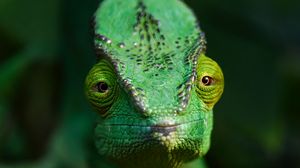 Превью обои хамелеон, ящерица, рептилия, зеленый, блюр