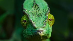 Превью обои хамелеон, ящерица, рептилия, зеленый, блюр