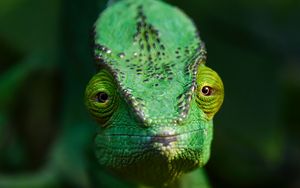 Превью обои хамелеон, ящерица, рептилия, зеленый, блюр