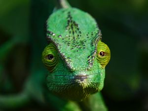 Превью обои хамелеон, ящерица, рептилия, зеленый, блюр