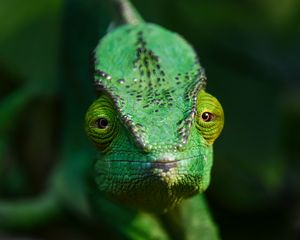 Превью обои хамелеон, ящерица, рептилия, зеленый, блюр